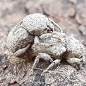 Mandalotus sp. (genus) at Holt, ACT - 1 Sep 2021