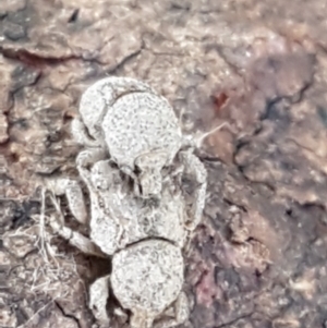 Mandalotus sp. (genus) at Holt, ACT - 1 Sep 2021