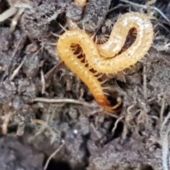 Geophilomorpha sp. (order) (Earth or soil centipede) at Holt, ACT - 1 Sep 2021 by trevorpreston