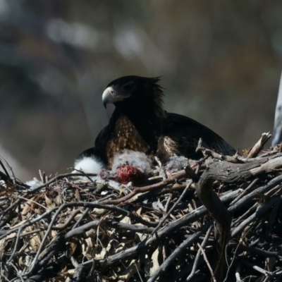 Aquila audax (Wedge-tailed Eagle) at Ainslie, ACT - 26 Aug 2021 by jb2602