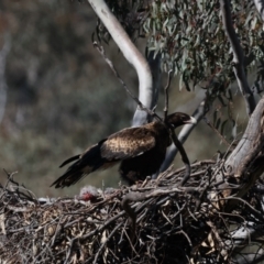 Aquila audax at Ainslie, ACT - 26 Aug 2021