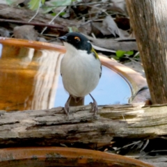 Melithreptus lunatus (White-naped Honeyeater) at Wandiyali-Environa Conservation Area - 1 Sep 2021 by Wandiyali