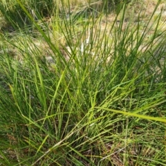 Lomandra filiformis (Wattle Mat-rush) at Isaacs, ACT - 1 Sep 2021 by Mike