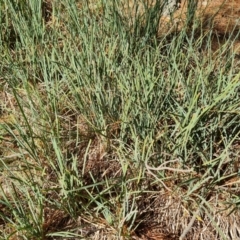 Lomandra (genus) (A Matrush) at Isaacs, ACT - 1 Sep 2021 by Mike