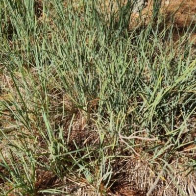 Lomandra sp. (A Matrush) at Isaacs Ridge - 1 Sep 2021 by Mike