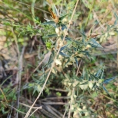 Melichrus urceolatus (Urn Heath) at Isaacs Ridge - 1 Sep 2021 by Mike