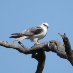 Elanus axillaris (Black-shouldered Kite) at Molonglo River Reserve - 31 Aug 2021 by Christine