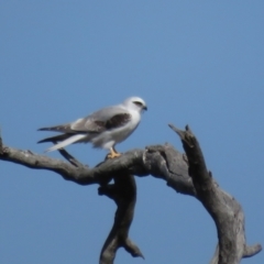 Elanus axillaris at Holt, ACT - 31 Aug 2021