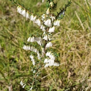 Leucopogon fletcheri subsp. brevisepalus at Isaacs, ACT - 1 Sep 2021