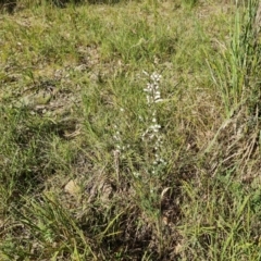 Leucopogon fletcheri subsp. brevisepalus at Isaacs, ACT - 1 Sep 2021