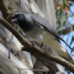Coracina novaehollandiae (Black-faced Cuckooshrike) at Molonglo River Reserve - 31 Aug 2021 by Christine