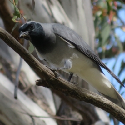 Coracina novaehollandiae (Black-faced Cuckooshrike) at Holt, ACT - 31 Aug 2021 by Christine