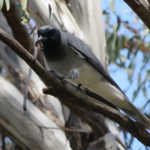 Coracina novaehollandiae at Holt, ACT - 31 Aug 2021