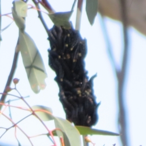 Perga sp. (genus) at Holt, ACT - 31 Aug 2021