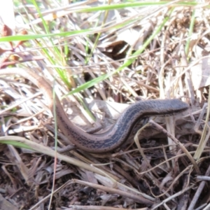 Morethia boulengeri at Holt, ACT - 31 Aug 2021 11:38 AM