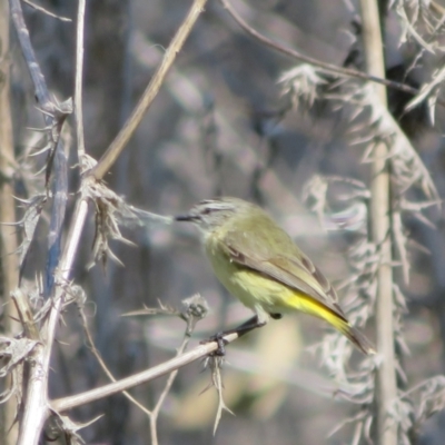 Acanthiza chrysorrhoa (Yellow-rumped Thornbill) at Kama - 31 Aug 2021 by Christine