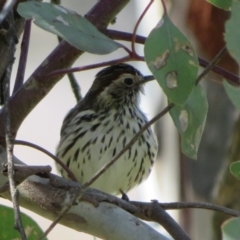 Pyrrholaemus sagittatus (Speckled Warbler) at Kama - 31 Aug 2021 by Christine