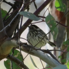 Pyrrholaemus sagittatus at Hawker, ACT - 31 Aug 2021