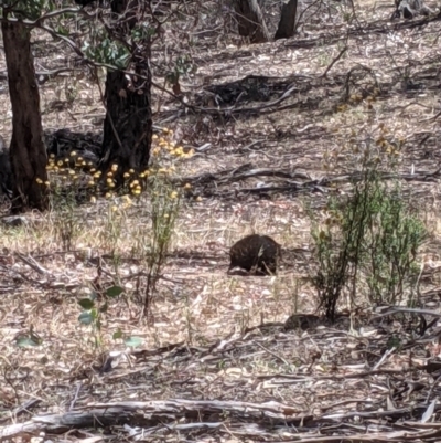 Tachyglossus aculeatus (Short-beaked Echidna) at Livingstone State Conservation Area - 8 Jan 2021 by Darcy