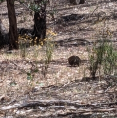 Tachyglossus aculeatus at Burrandana, NSW - 8 Jan 2021