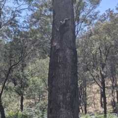 Varanus varius (Lace Monitor) at Woomargama, NSW - 11 Jan 2021 by Darcy