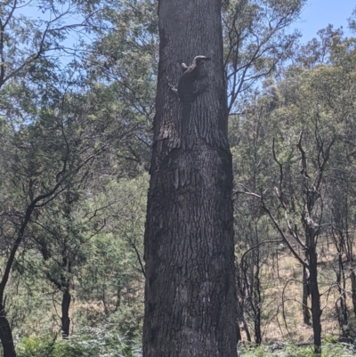 Varanus varius (Lace Monitor) at Woomargama, NSW - 11 Jan 2021 by Darcy