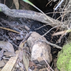 Tachyglossus aculeatus (Short-beaked Echidna) at Talmalmo, NSW - 14 Feb 2021 by Darcy