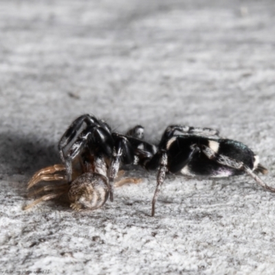 Lampona sp. (genus) (White-tailed spider) at Bruce, ACT - 1 Sep 2021 by Roger