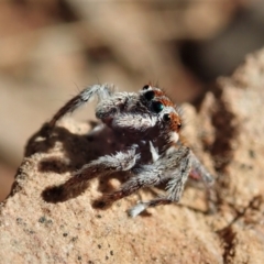 Maratus calcitrans (Kicking peacock spider) at Holt, ACT - 1 Sep 2021 by CathB