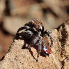 Maratus calcitrans at Holt, ACT - 1 Sep 2021