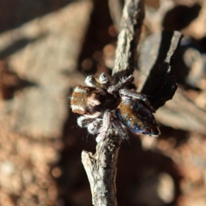 Maratus calcitrans at Holt, ACT - 1 Sep 2021