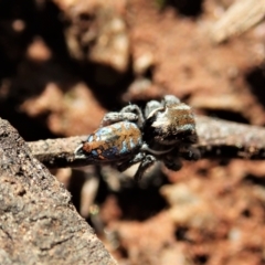 Maratus calcitrans at Holt, ACT - 1 Sep 2021