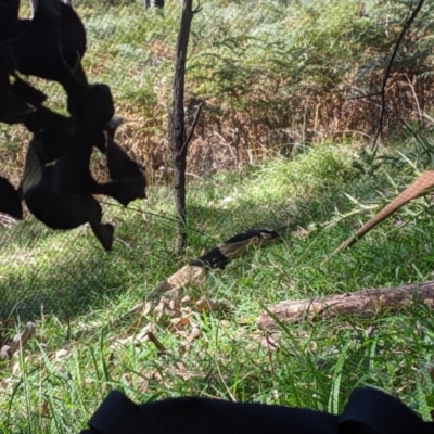 Varanus varius (Lace Monitor) at Woomargama, NSW - 20 Feb 2021 by Darcy