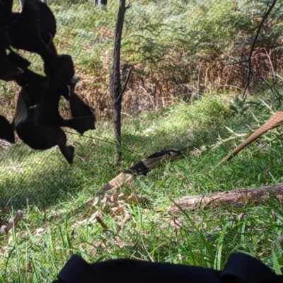 Varanus varius (Lace Monitor) at Woomargama National Park - 19 Feb 2021 by Darcy