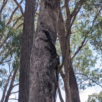 Varanus varius (Lace Monitor) at Woomargama, NSW - 20 Feb 2021 by Darcy