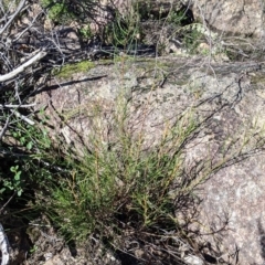 Acacia phasmoides (Phantom Wattle) at Woomargama National Park - 29 May 2021 by Darcy