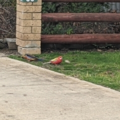 Platycercus eximius (Eastern Rosella) at Jindera, NSW - 30 Jun 2021 by Darcy