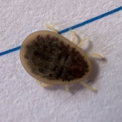 Argas sp. (genus) (A soft or leather tick) at Murrumbateman, NSW - 1 Sep 2021 by SimoneC