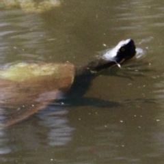 Emydura macquarii (Macquarie Turtle) at Springdale Heights, NSW - 1 Sep 2021 by PaulF