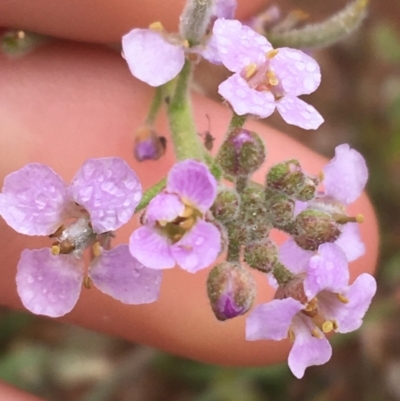 Harmsiodoxa blennodioides (Hairypod Cress) at Tibooburra, NSW - 1 Jul 2021 by NedJohnston