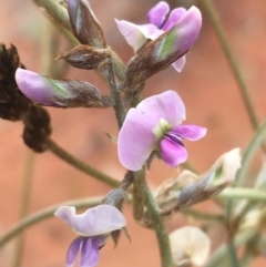 Glycine canescens (Silky Glycine) at Tibooburra, NSW - 1 Jul 2021 by Ned_Johnston