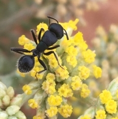 Polyrhachis sp. (genus) (A spiny ant) at Tibooburra, NSW - 1 Jul 2021 by NedJohnston