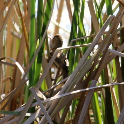 Acrocephalus australis (Australian Reed-Warbler) at Bonython, ACT - 1 Sep 2021 by RodDeb