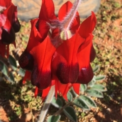 Swainsona formosa (Sturt's Desert Pea) at Tibooburra, NSW - 1 Jul 2021 by NedJohnston