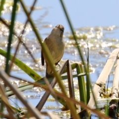 Acrocephalus australis (Australian Reed-Warbler) at Bonython, ACT - 1 Sep 2021 by RodDeb