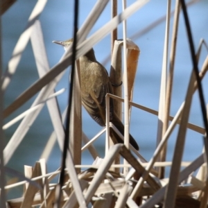 Acrocephalus australis at Bonython, ACT - 1 Sep 2021