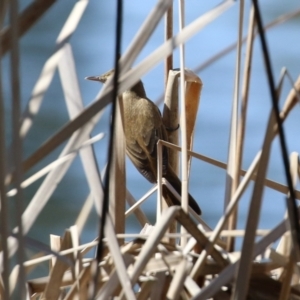 Acrocephalus australis at Bonython, ACT - 1 Sep 2021