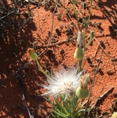Senecio gregorii (Fleshy Groundsel, Yellow Tops) at Tibooburra, NSW - 1 Jul 2021 by NedJohnston