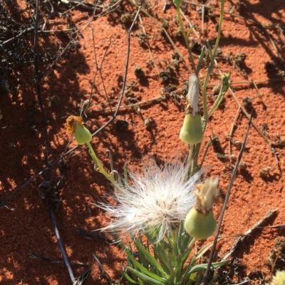 Unidentified Daisy at Tibooburra, NSW - 1 Jul 2021 by NedJohnston