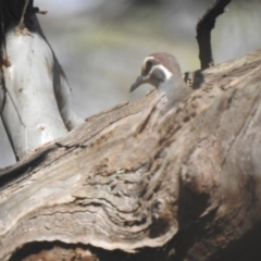 Phaps chalcoptera (Common Bronzewing) at Deniliquin, NSW - 14 Nov 2020 by Liam.m